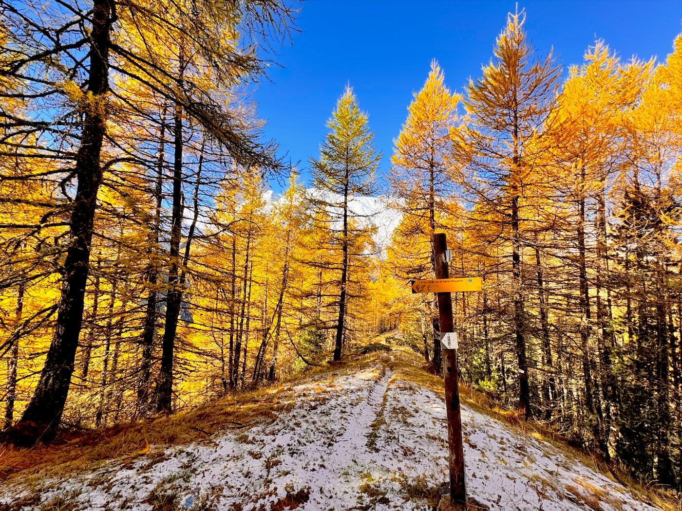 Les mélèzes en automne, aux premières neiges